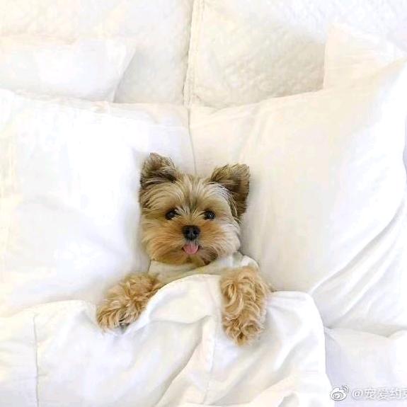 晓辉约克夏，马尔济斯