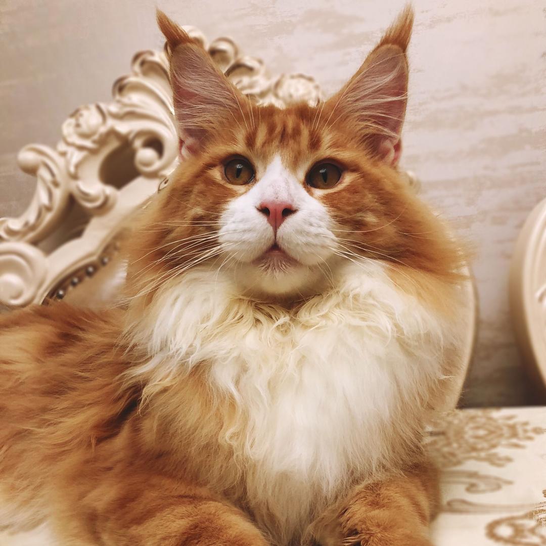胡小喵cats🐾