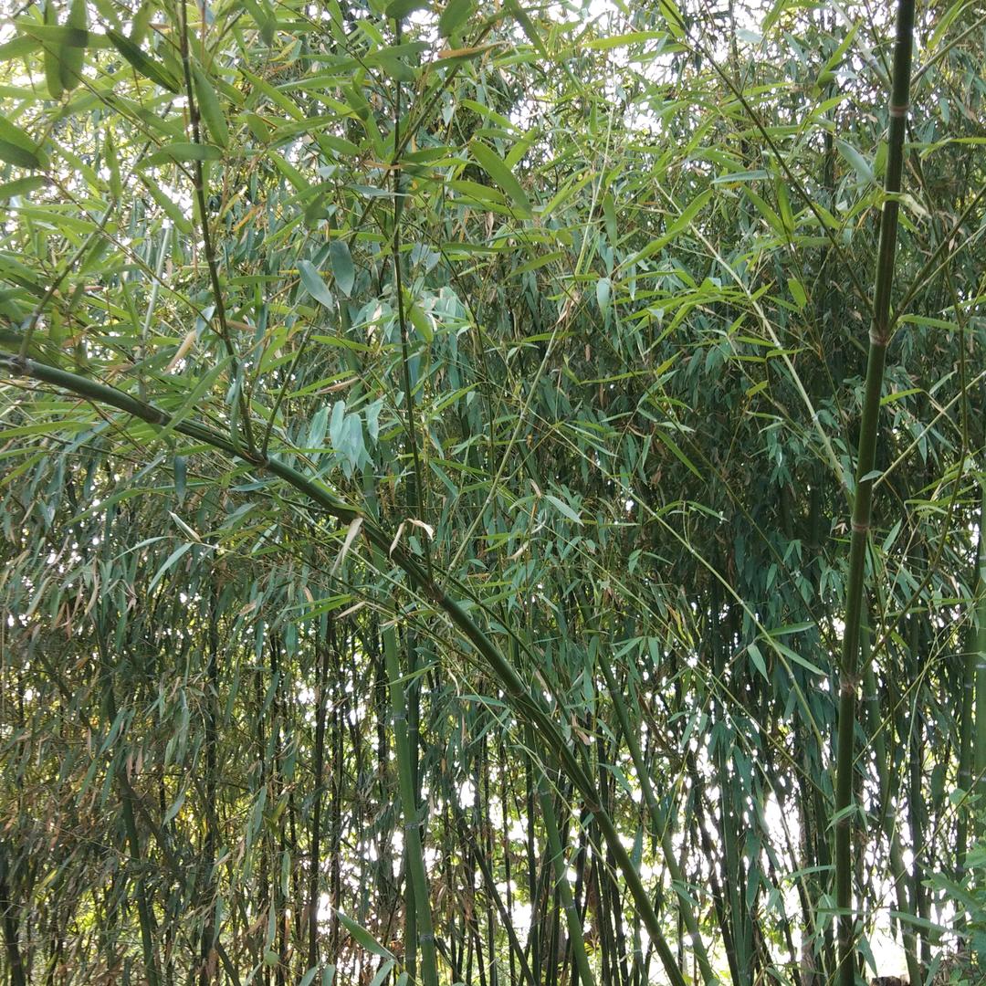 随万物生长
