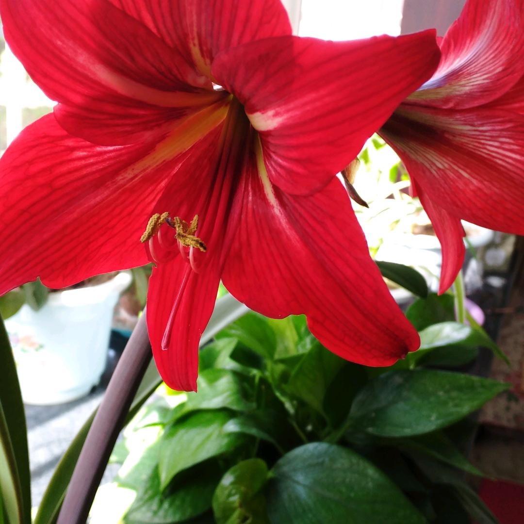 九月菊