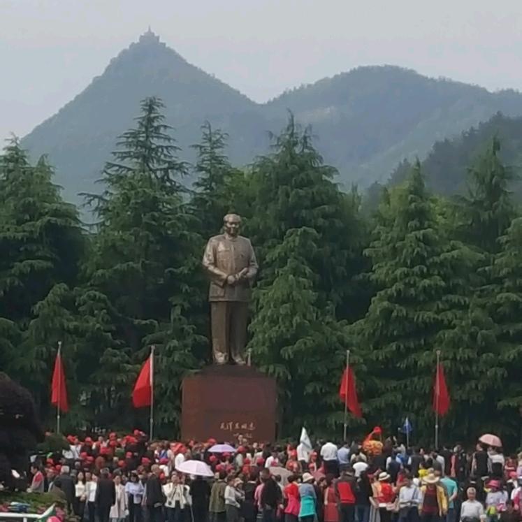大树🌲
