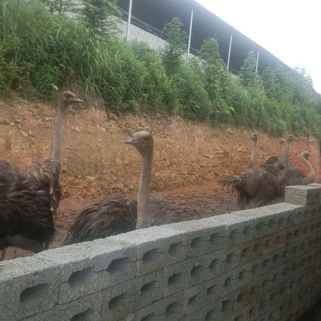 田儒庆