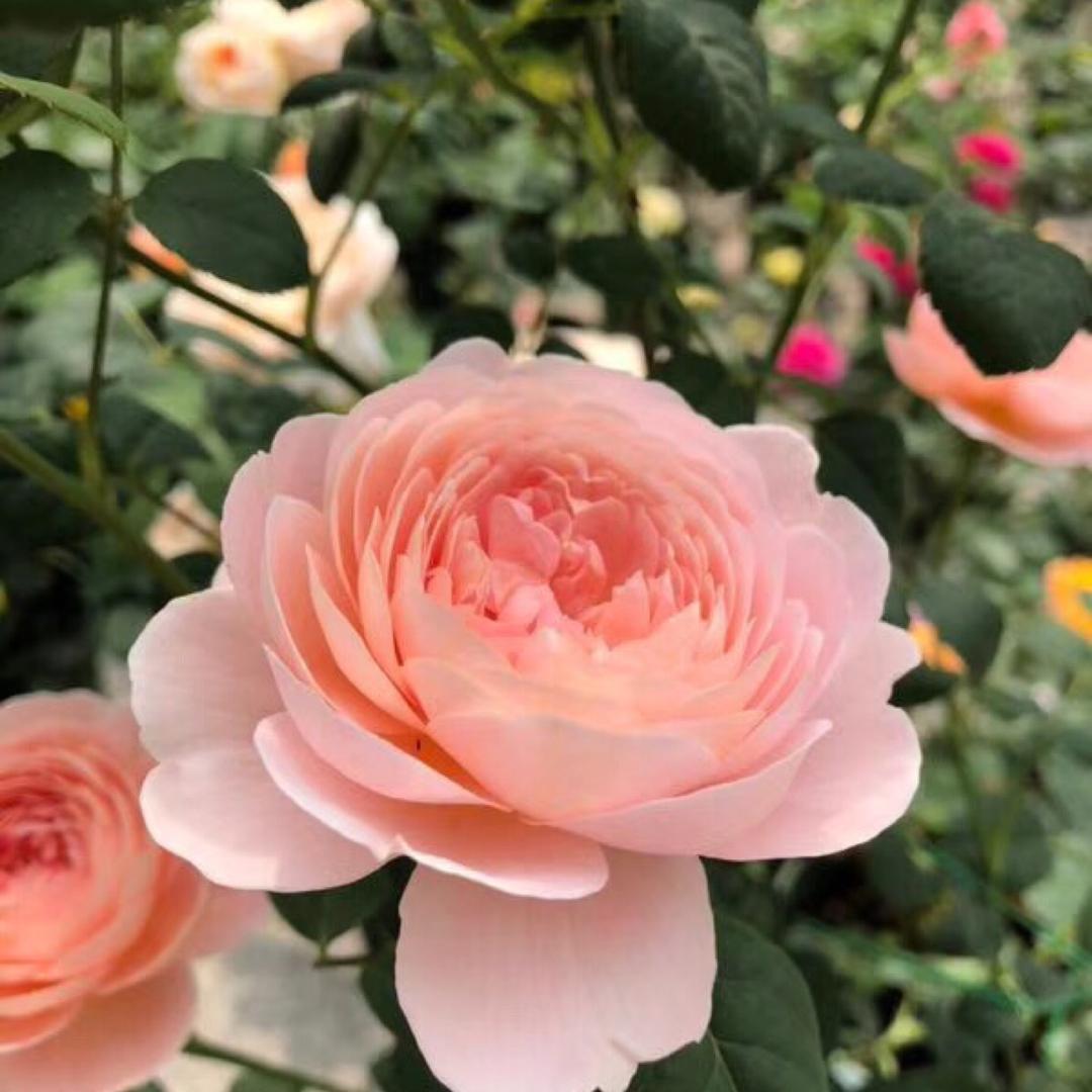 春庭小苑花卉 泡泡月季