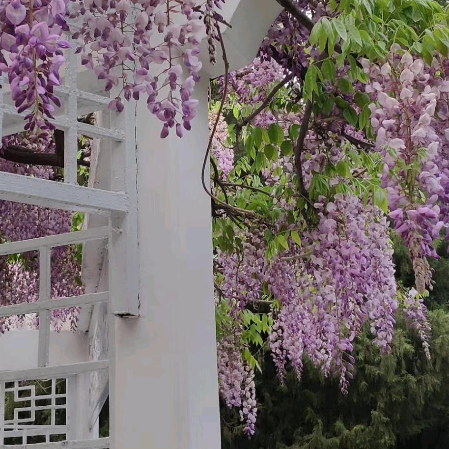 林二爷