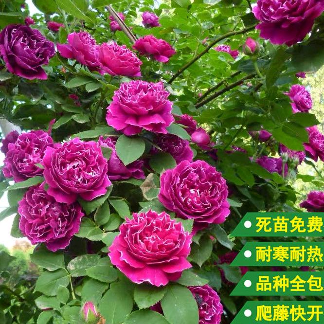 朝霞