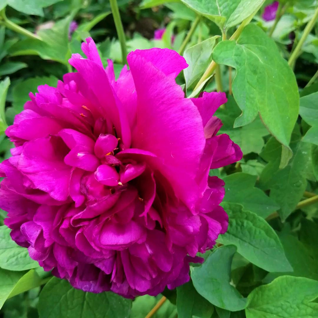 双生花