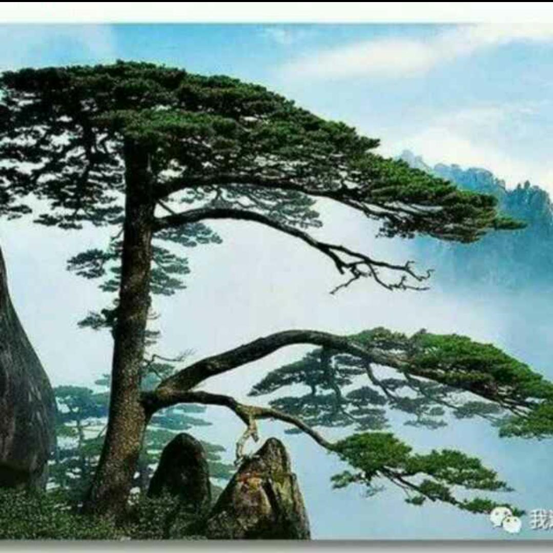 黄山松