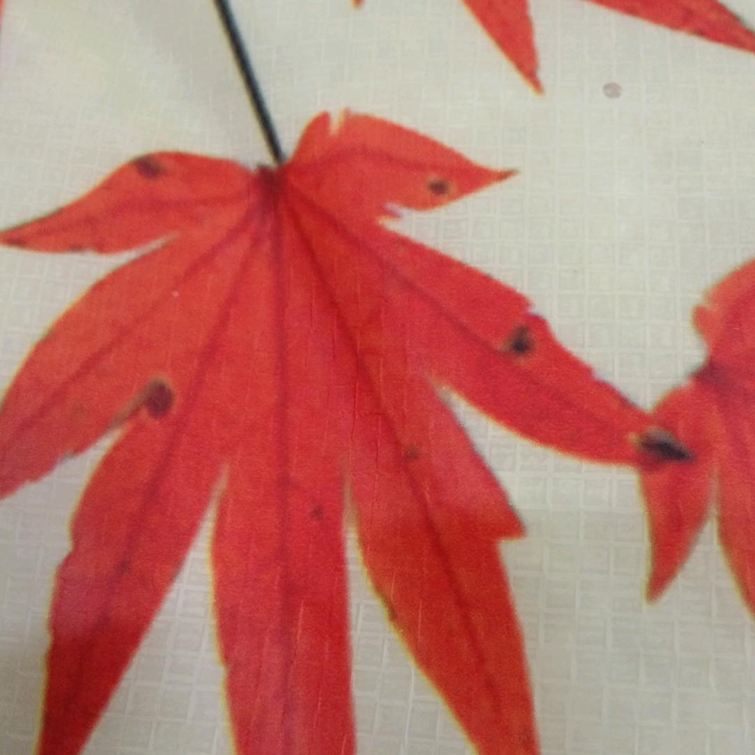 😇波先森（感恩）