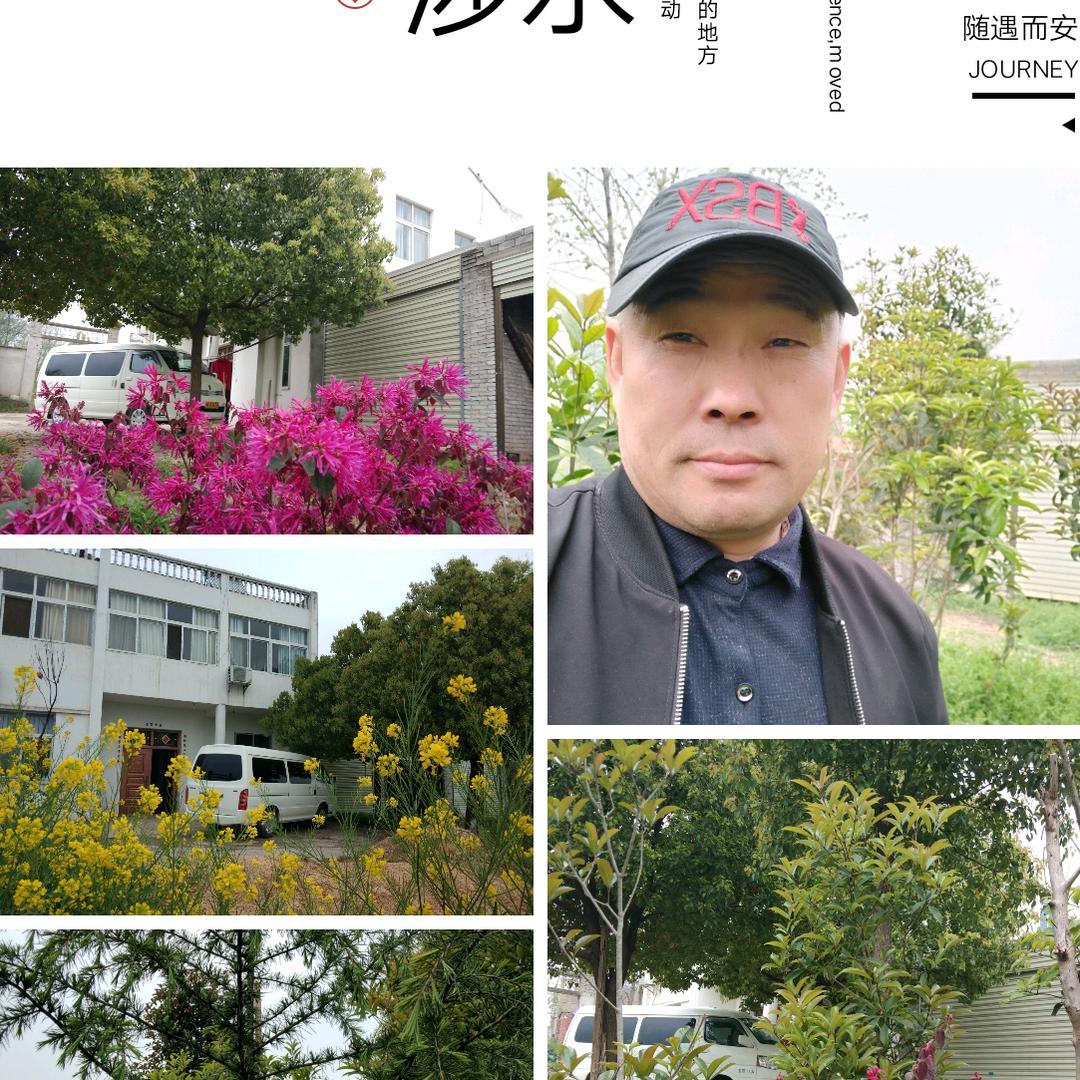 红豆
