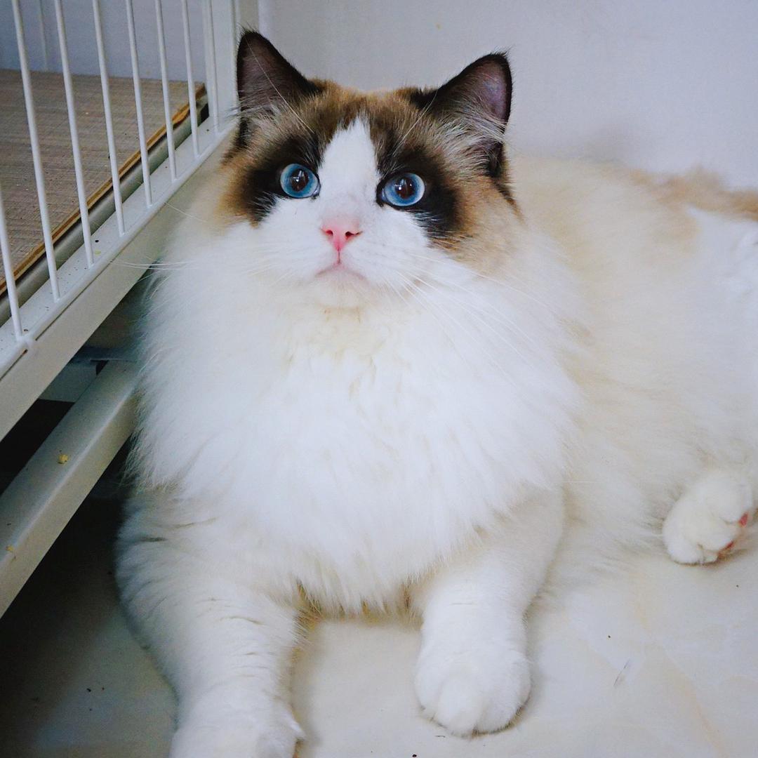 呼噜猫