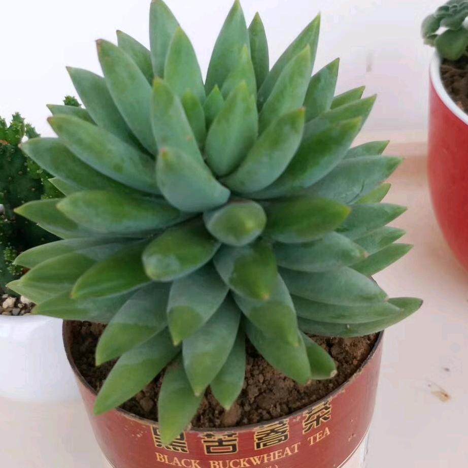 沙漠之鹰