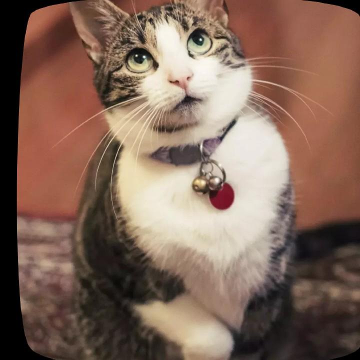 ～喵Cat
