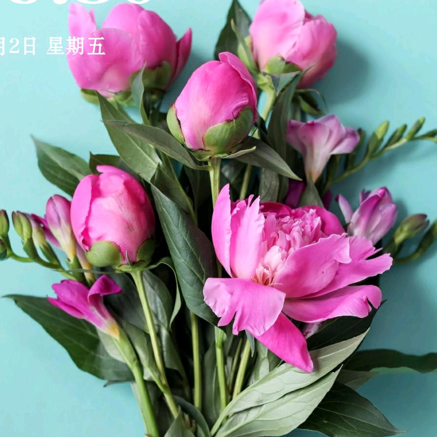 🍀铿锵玫瑰🍀