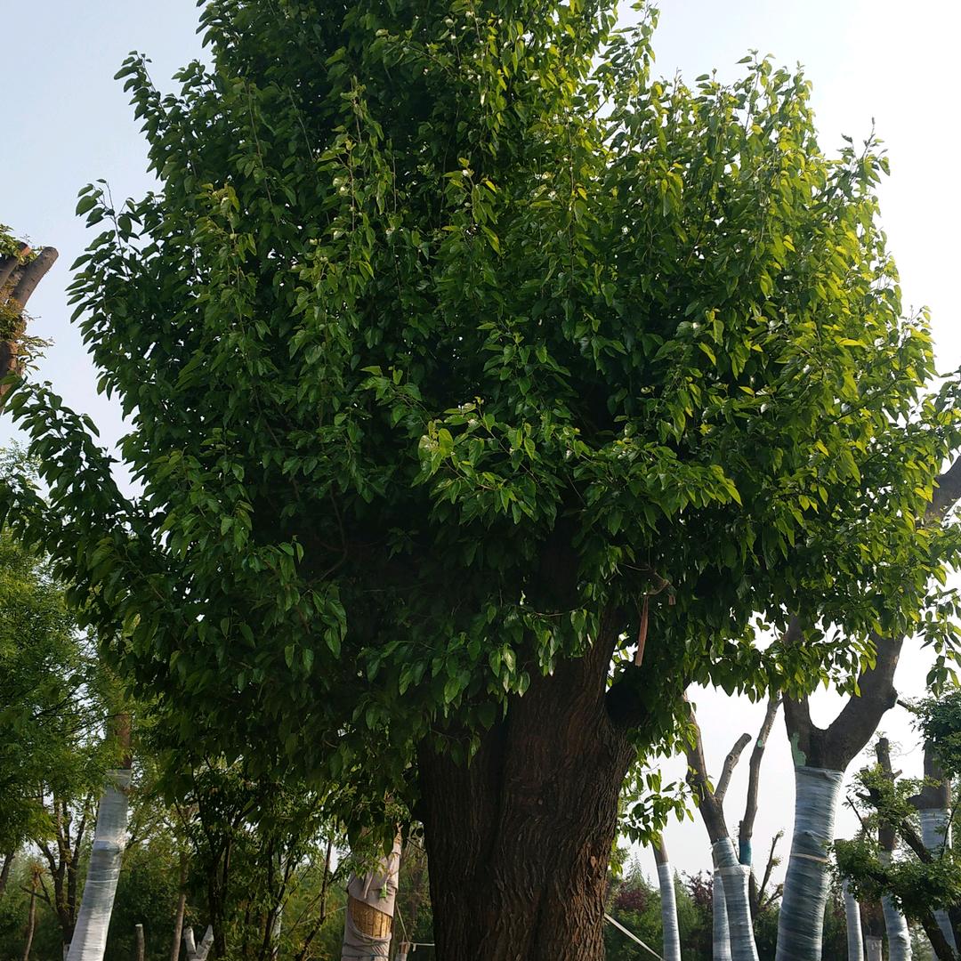 鹤壁市浩景园林绿化工程有限公司