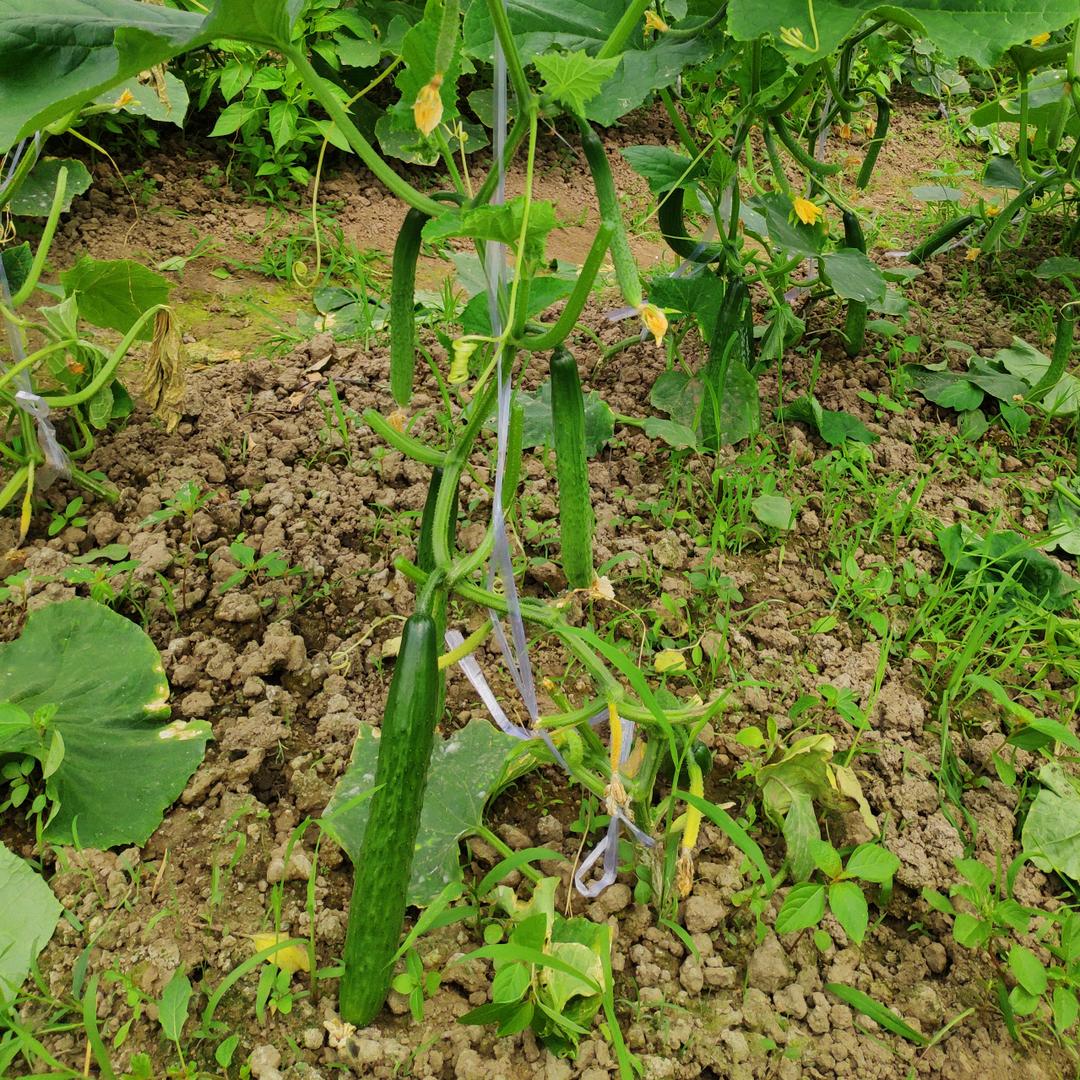 小顾顾