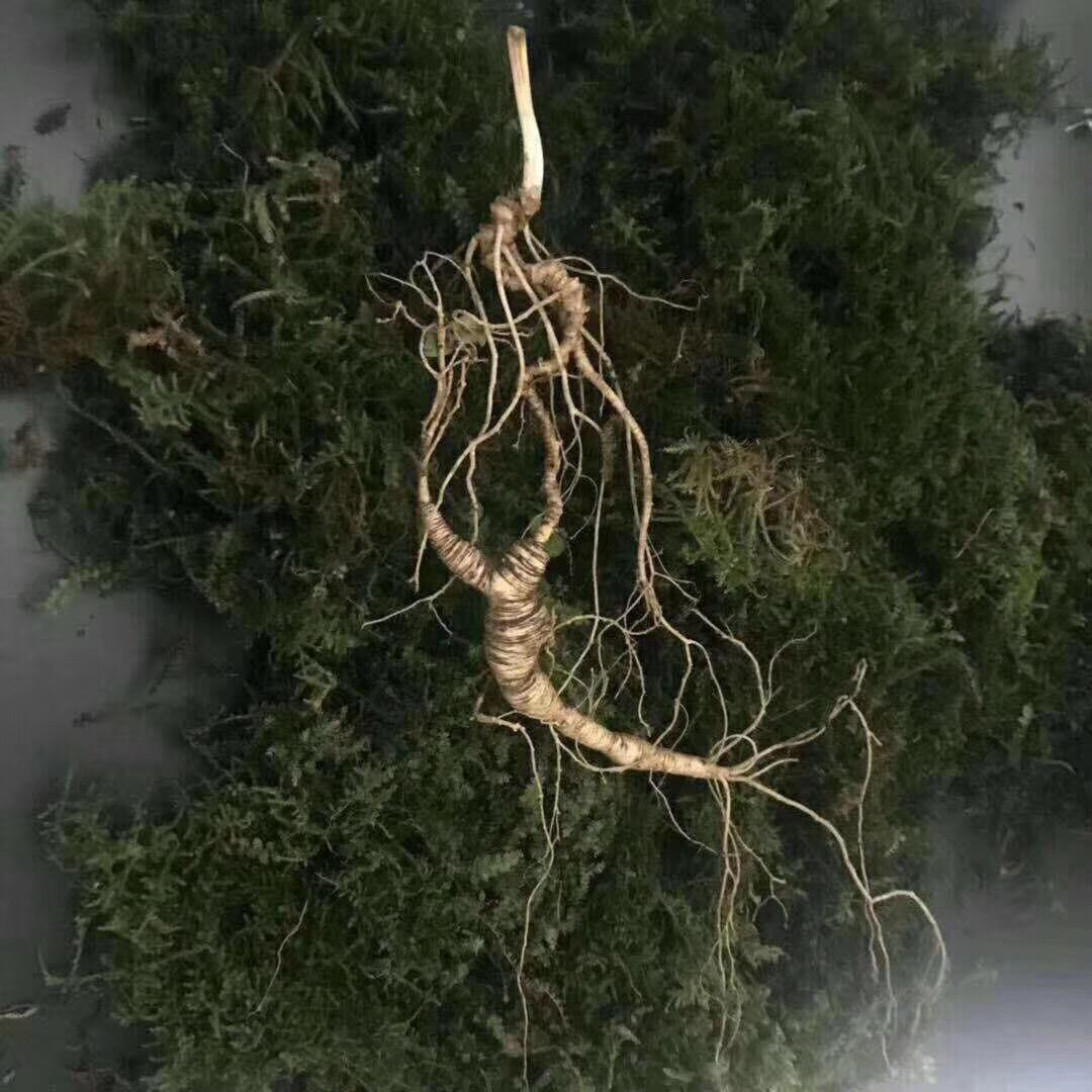 长白山人参