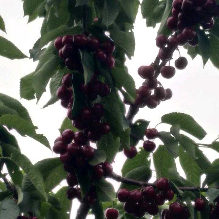 苦涩呢？