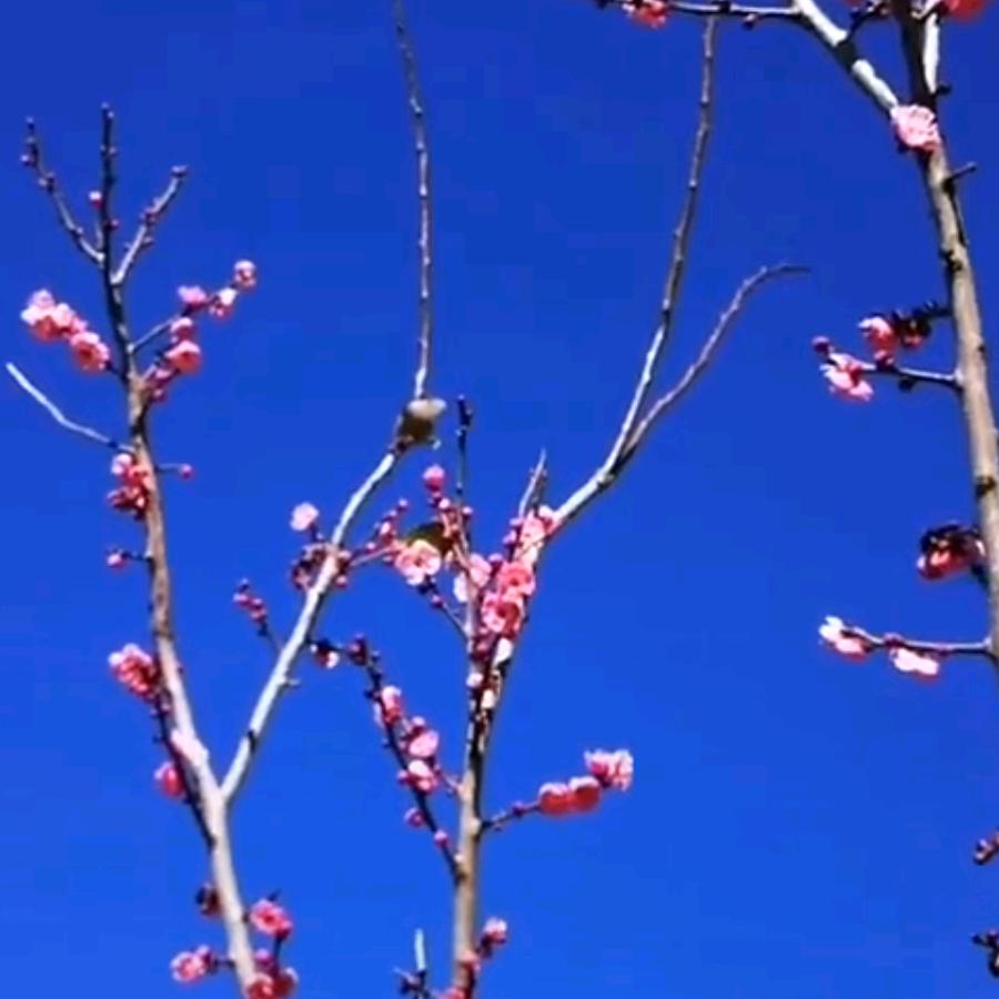春意温情