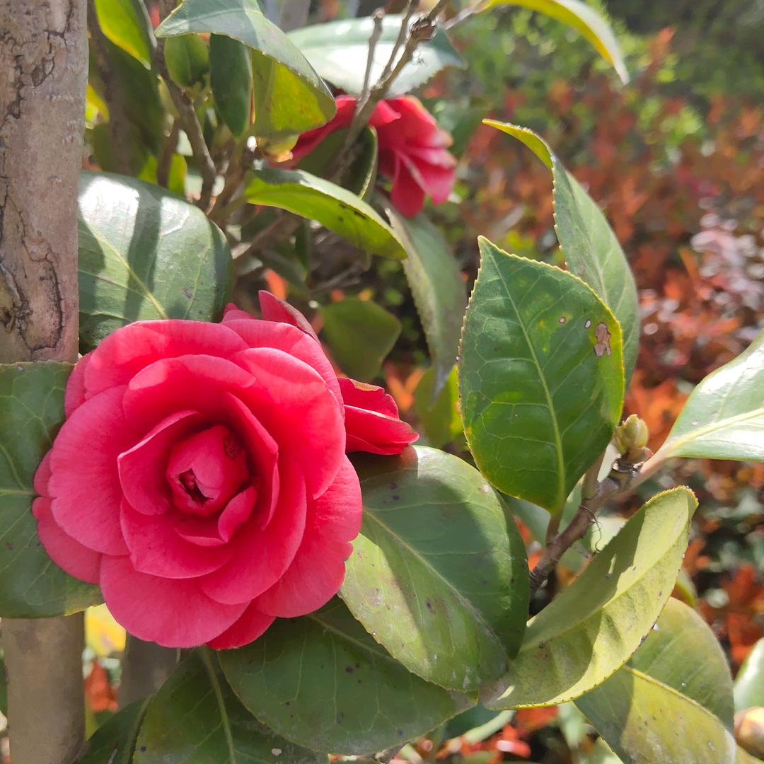 ღ᭄ꦿ꯭💞幸运♡女神꧔ꦿ᭄💞