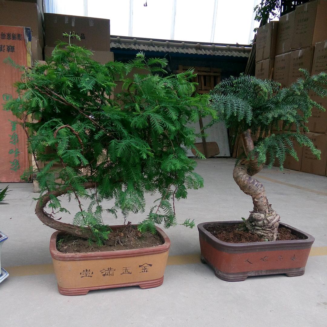 伊群红叶