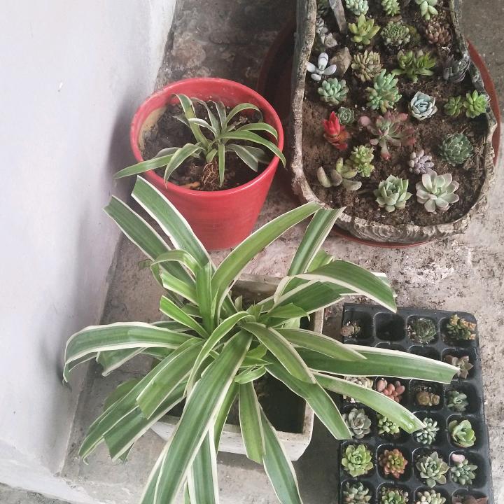 壹粒米饭