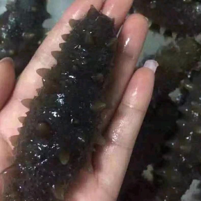 南日海参姐（谢拒连贊）