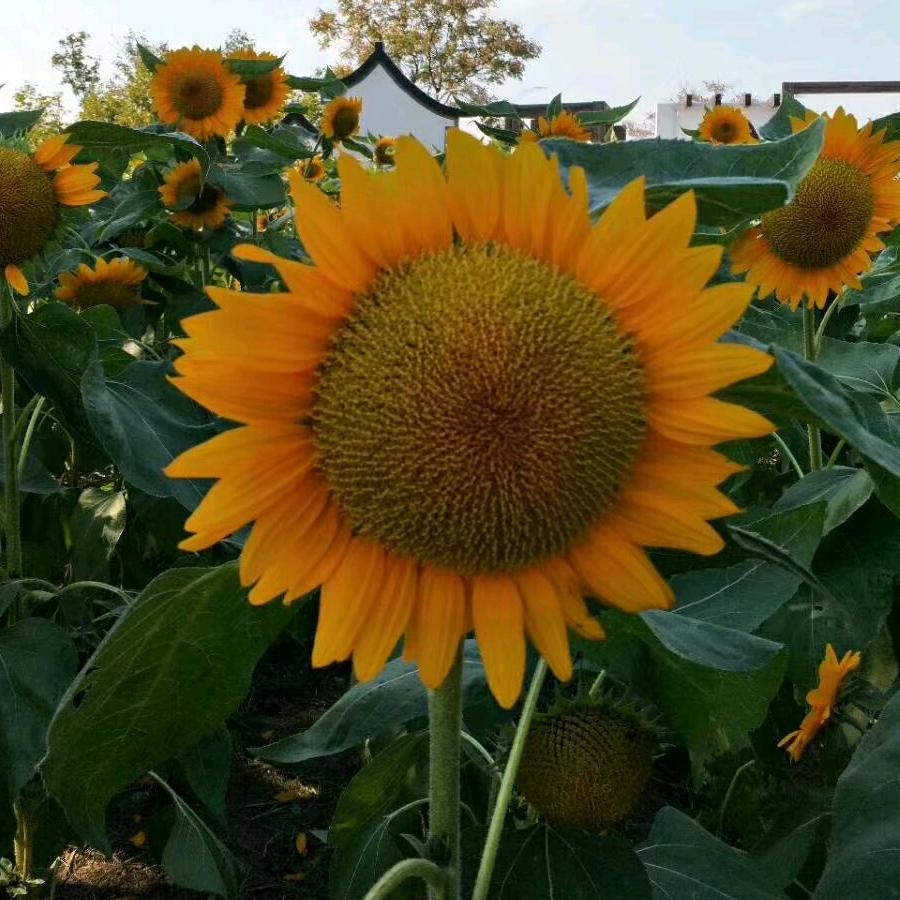 纳爱斯本地生活推荐官（无锡云林店）