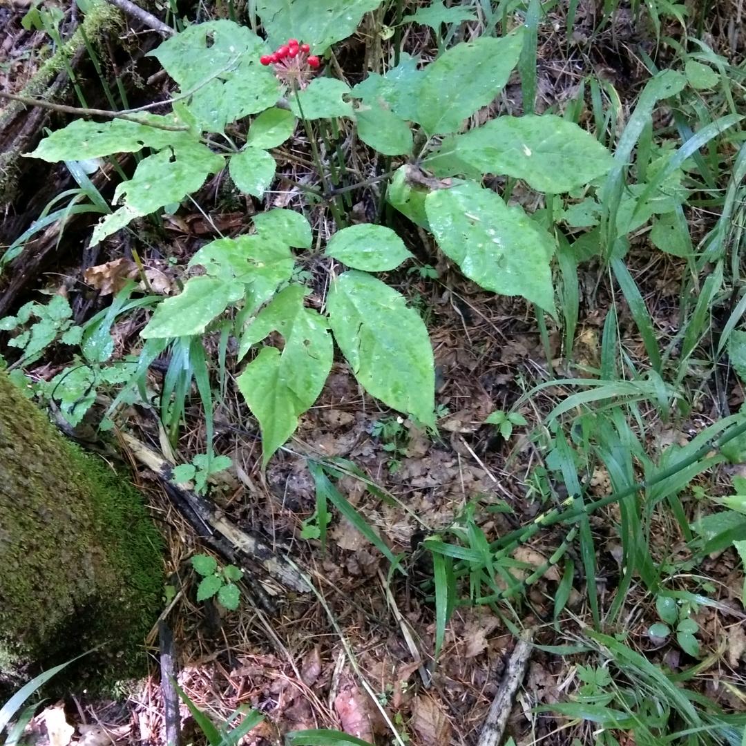 长白山跑山人