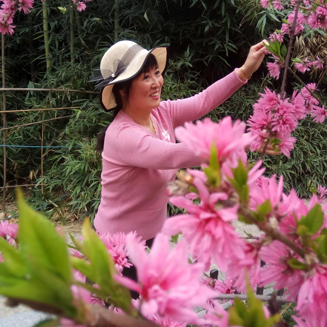 秋天的菊花