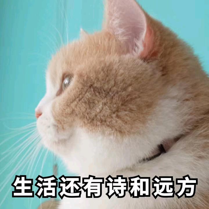 佛系小哥哥