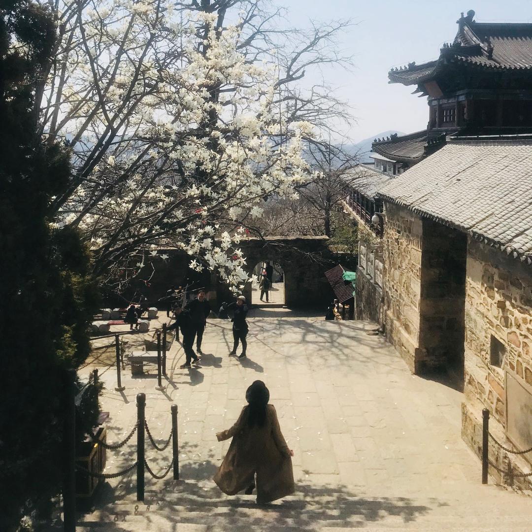 金丝楠木