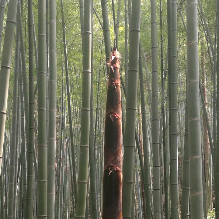 朱老师