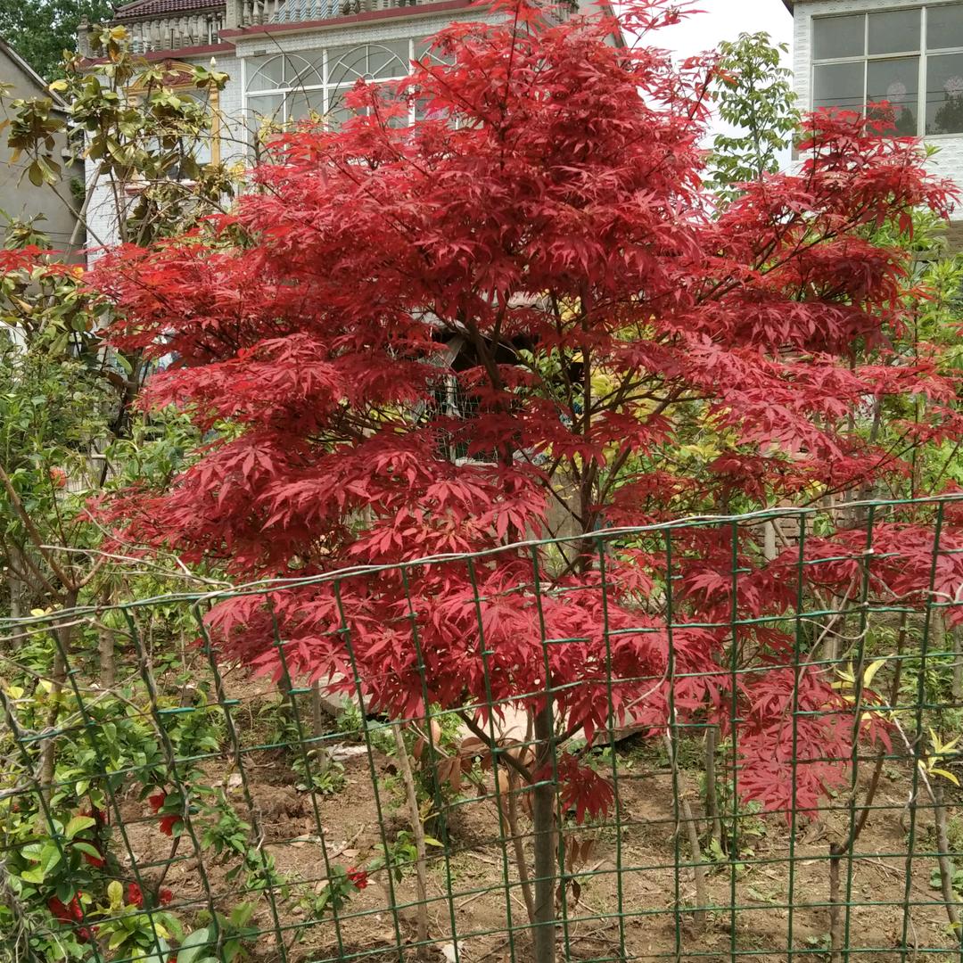 笑看人生——花痴