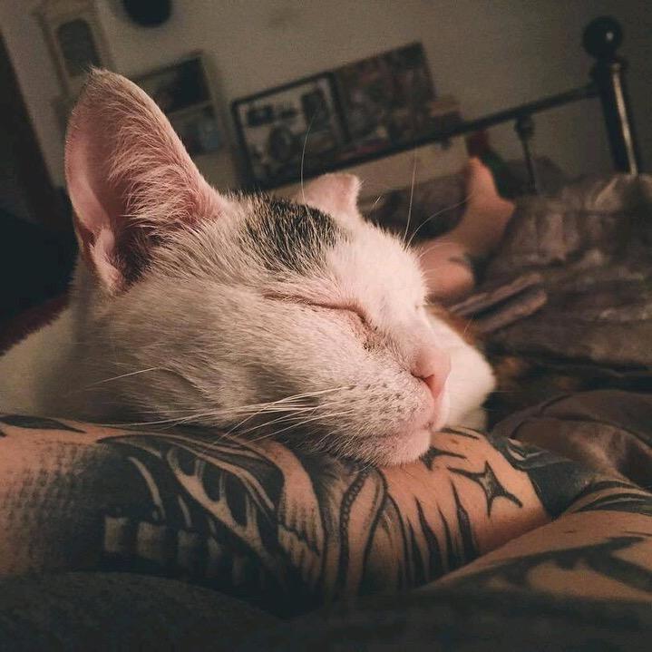 ㅤㅤㅤ惊鸿、