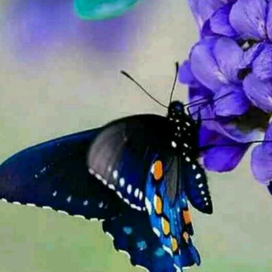 蝶情花语