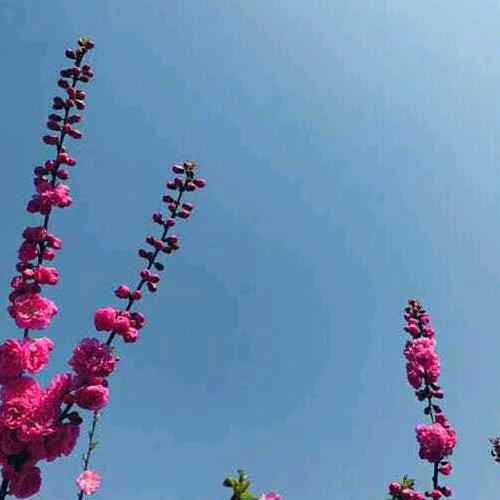 芹姐花卉绿植