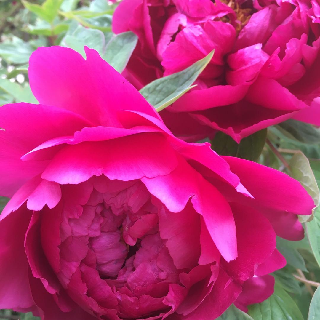 贝贝她大妈@抖音