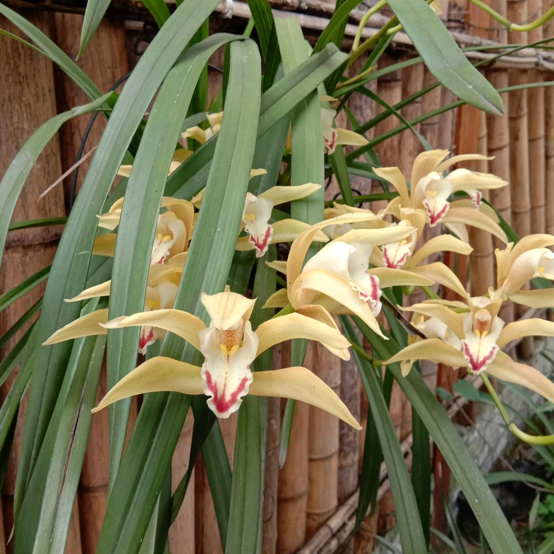 蘭*٩(๑´∀`๑)ง*