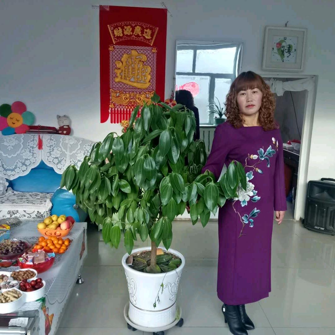 专业向导，买牛卖种牛，李婧