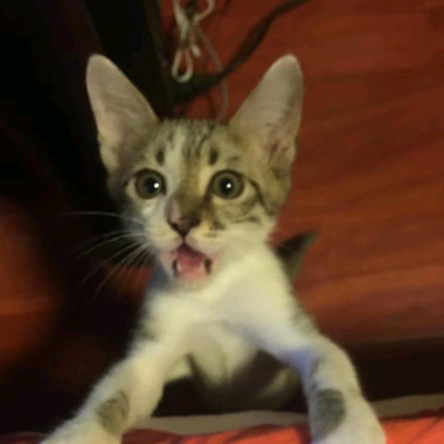 张小笨
