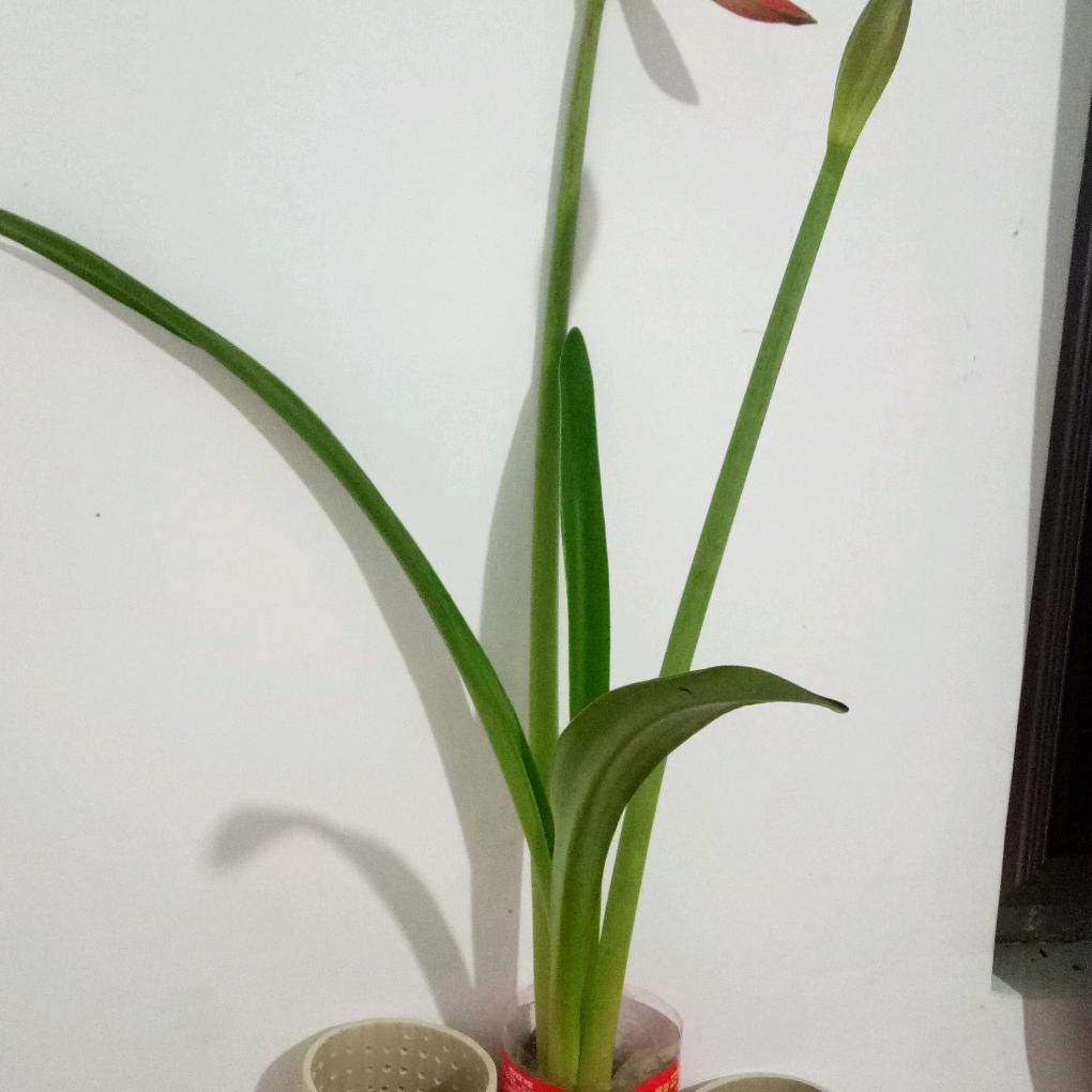 吉祥如意🍊🍎🍑🥜