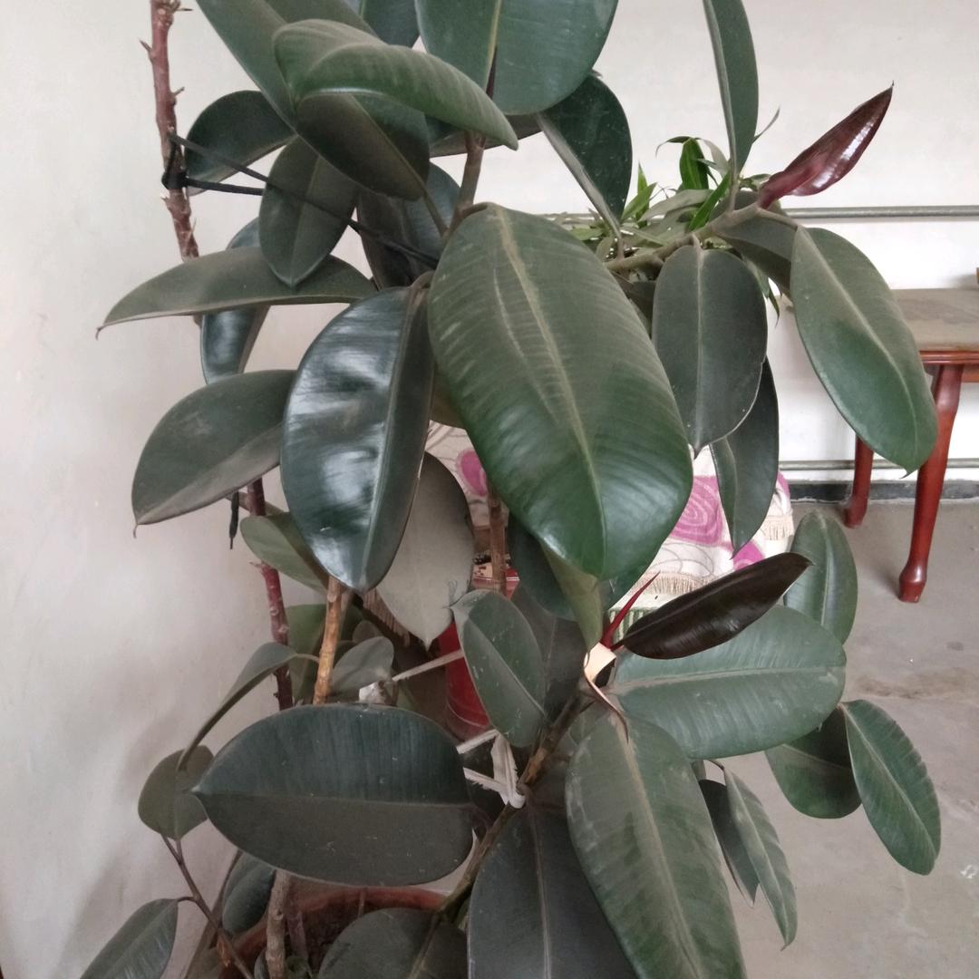 幸福和睦（盐山茶叶批发加盟）