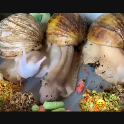 双鹰