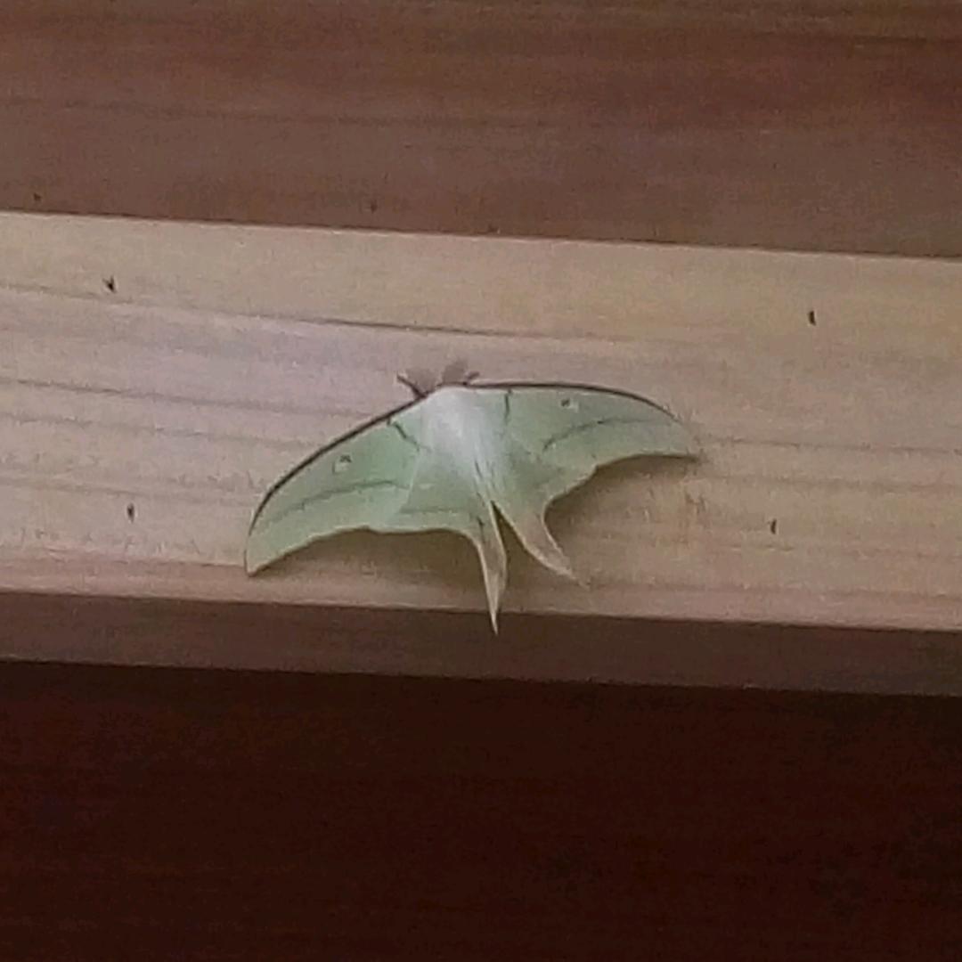 大秋