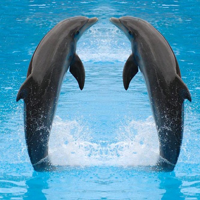 海豚🐬 不在海