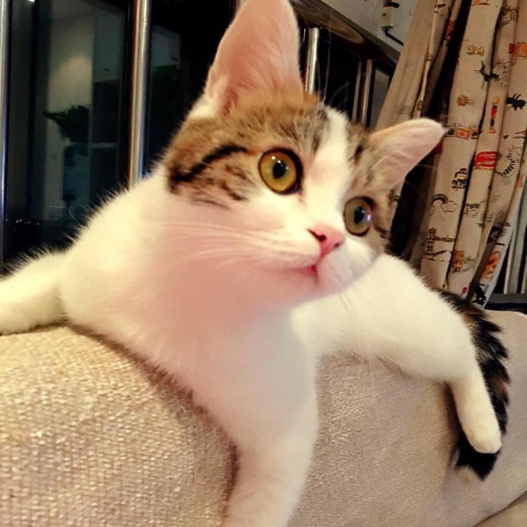 夜猫🐱