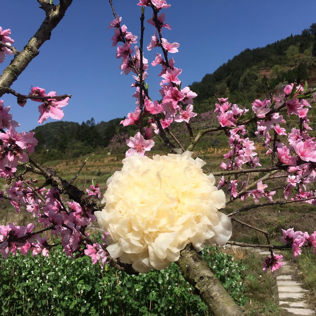 山里情