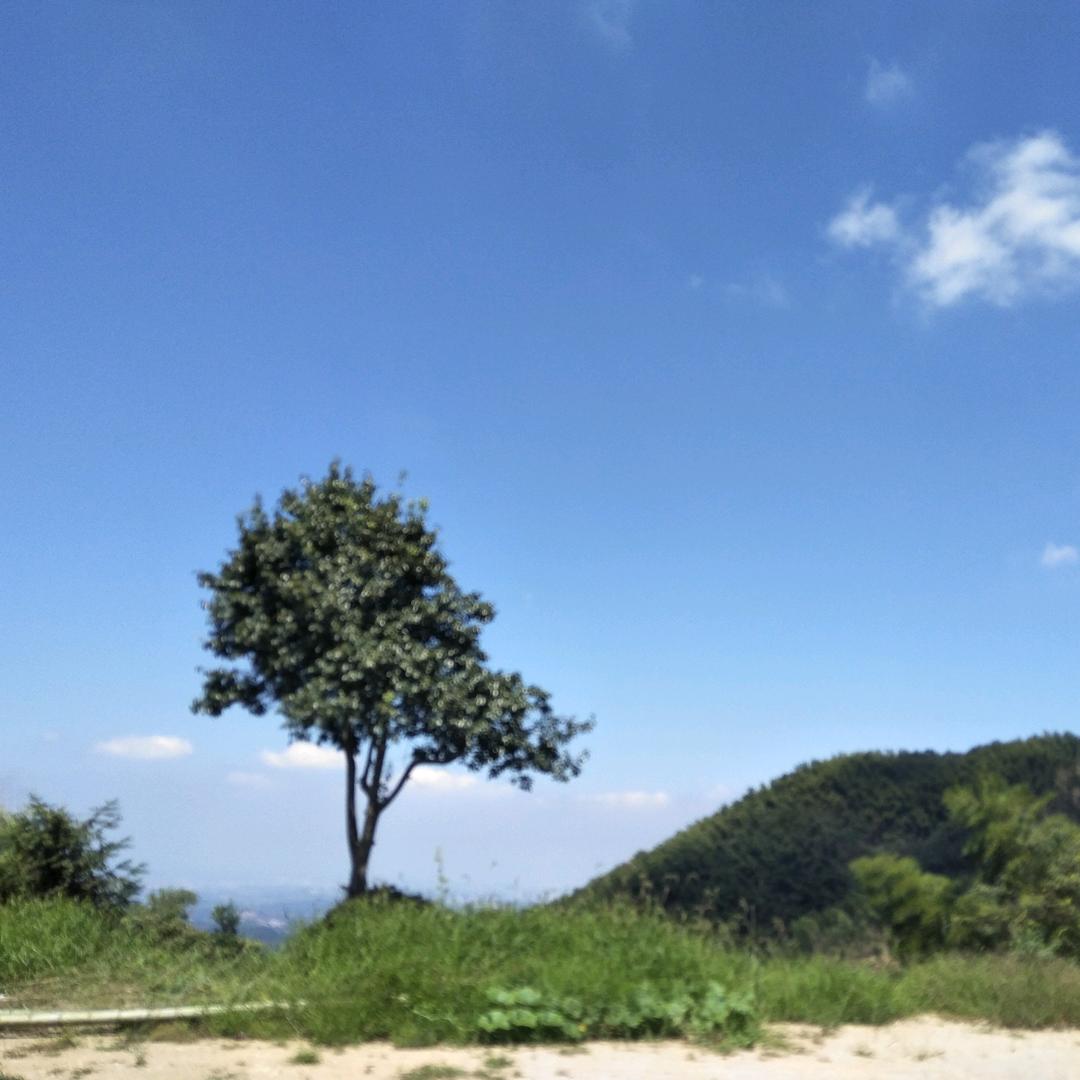 昌昌