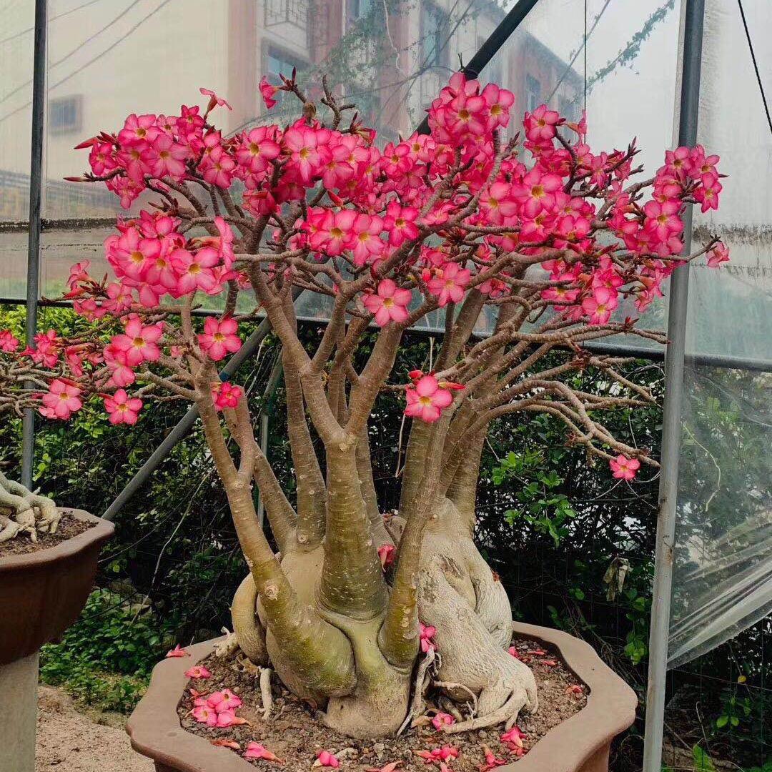 所谓坚强,都是伪装