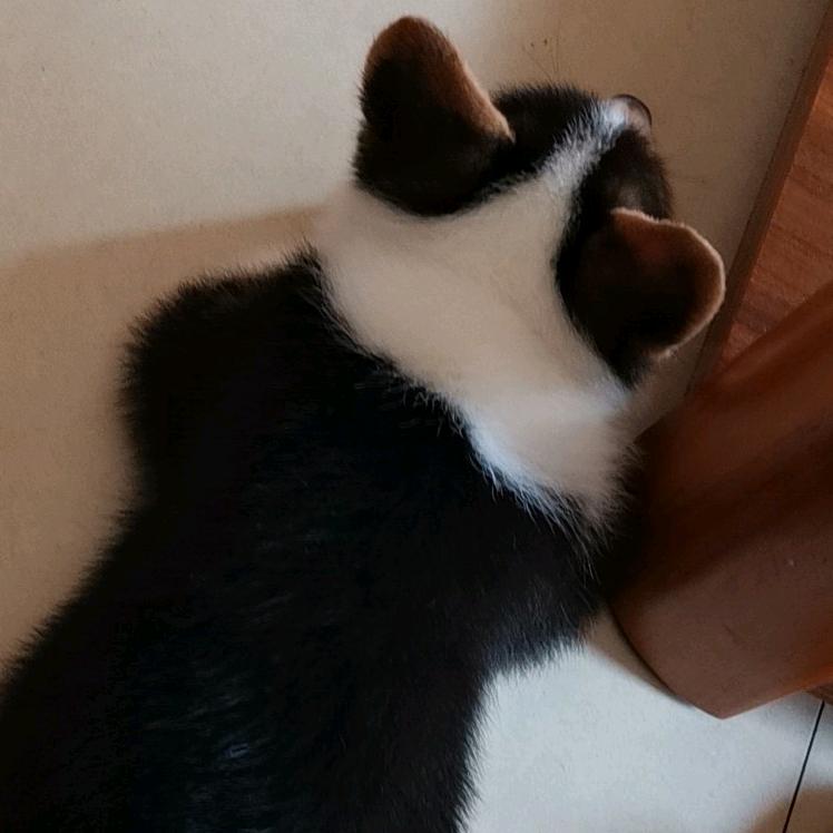 熊猫家的宝宝
